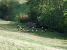 Grenzbegang 2010